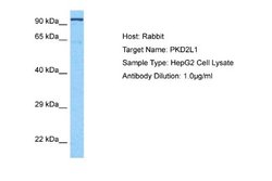 PKD2L1 Antibody, Novus Biologicals 100 &mu;L; Unconjugated:Antibodies,